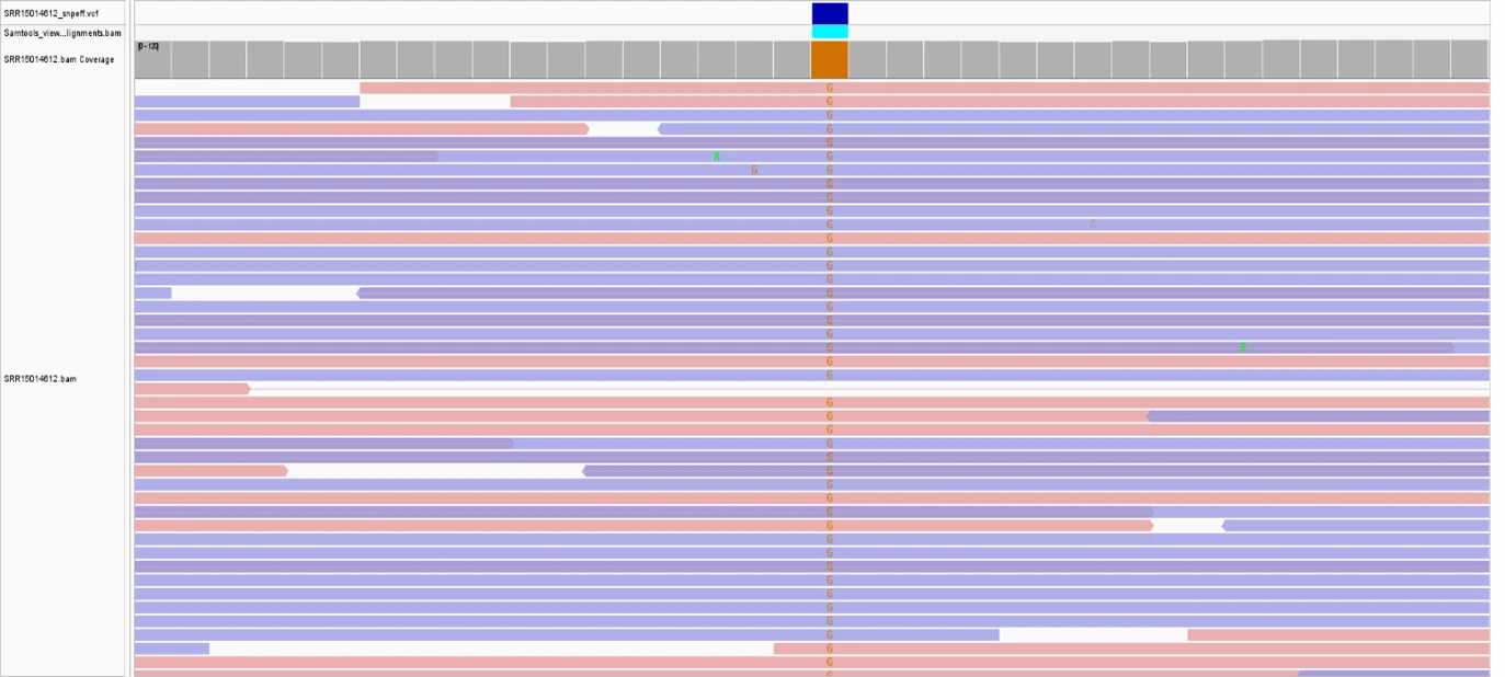 IGV screenshot showing reads supporting the katG S315T mutation