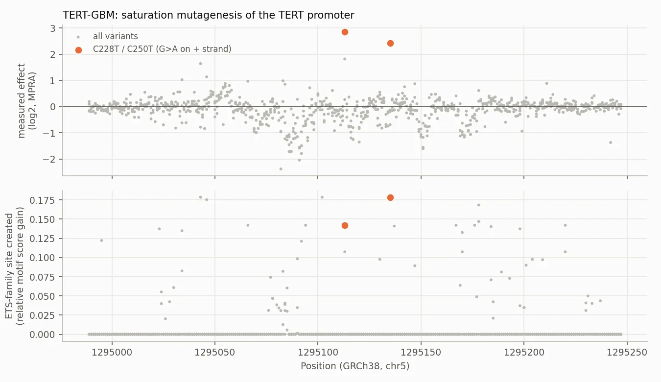 Saturation mutagenesis of the TERT promoter with the C228T and C250T cancer mutations highlighted